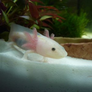 Cutiepie! Wonder why he/she has yellow spots though..