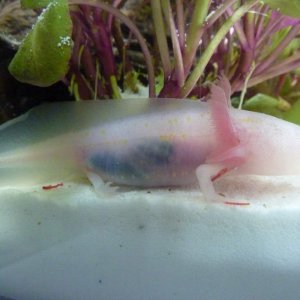 Io has yellow spots, a fold in its tail and a small piece of off its tail, yet he/she is so pretty