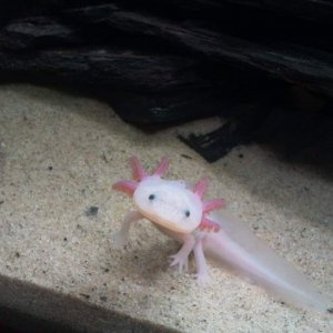 Sup?