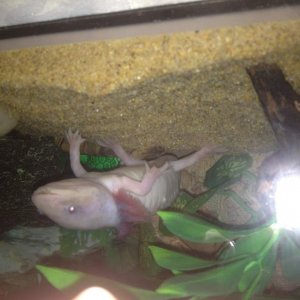 this is the bad? not the greatest picture of it, when he bends it its alot worse