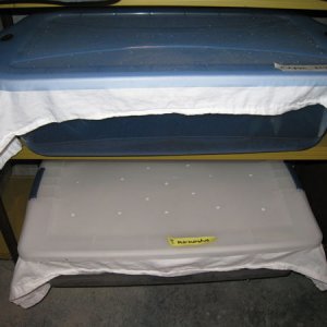 Tubs with cloth covers. This keeps the fruit flies inside, and the fungus gnats outside.