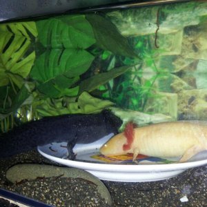 Munching on yummy bloodworms