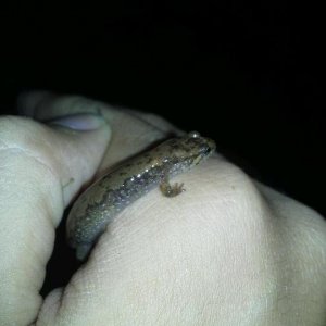 salamander on kent's hand