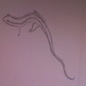 two lined sal as a reference for a drawing i'm doing for my nephew, where i take a sal and transform it into a dragon