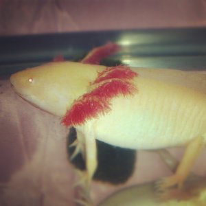 All chubby after a big meal!