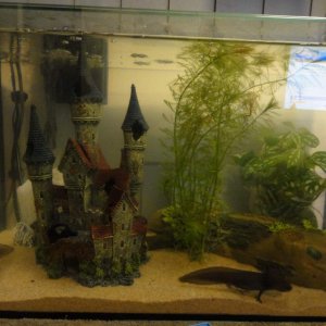 newtanksetup