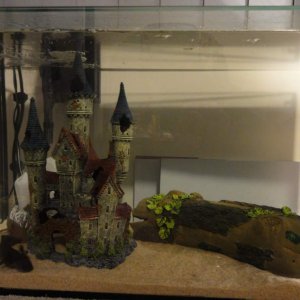 tank before plants