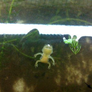 dead alpine newt
