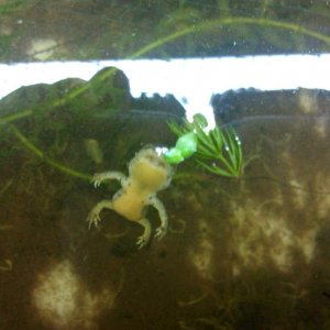 dead alpine newt