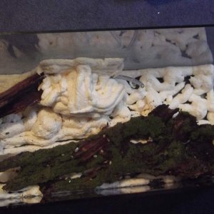 laying out tree bark im going to use.