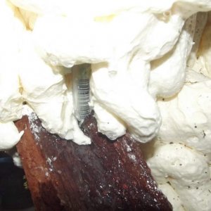 down pipe from pool onto log waterfall