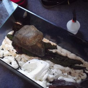 setting bark in place. heavy rocks stop foam expanding too much