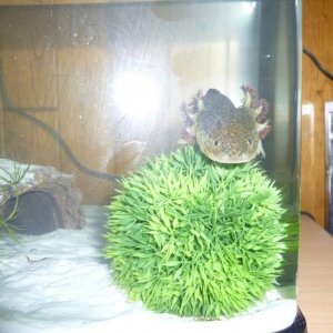After all that swimming, an axolotl has got to relax.