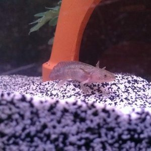 Still have to find a name for this little one.