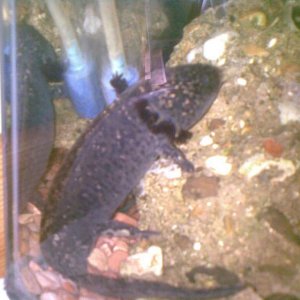 Rubbish Picture but anyway, Enjoying the bubbles, most recent picture, now about 1-1/2 years old, Nursed him to health. However his front right leg is