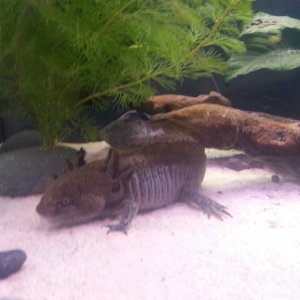 Settling into the 1m tank - loads of space Dingo..Swim boy! Swim!
Ok then stalk!!