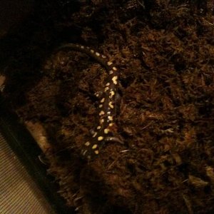 Digging around in his terrarium