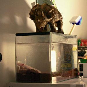 Cybill and Doughnut: Guardian of Aquaria.