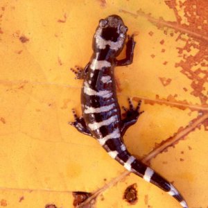 Ambystoma opacum from southern Illinois