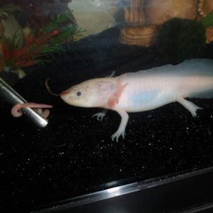 When I got him he had no gills and both back legs were gone.  He was in another tank with 2 larger Axies and apparently they picked on him a lot.  The