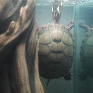 cedric the turtle