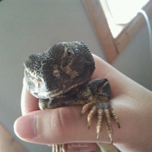 shuji the uromastyx