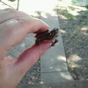 squirtle the turtle