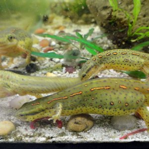 females