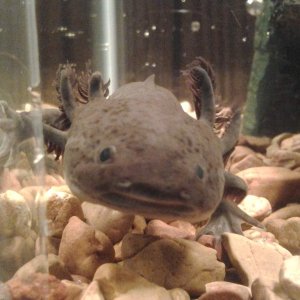 To cute