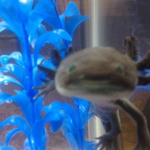 He has green eyes