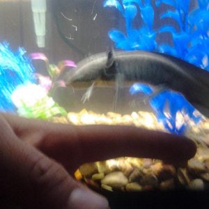 He's about 4-5 in long