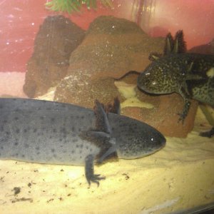 Miguel and Enrique. Can anybody tell me if the white patch on the wildtype is normal? He's always had it since being a tadpole, but I'd like to know i