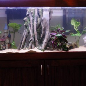 Our final setup in the 4ft tank.
And all 5 of the little axis seem so happy ^__^