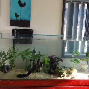 the tank before its fiished