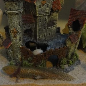 Geisha poking out of the castle =D and Gizmo