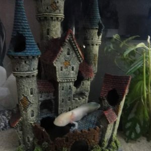 here's Geisha relaxing on the castle :)