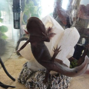 Gunter kept getting himself stuck between the glass and the crystal..he seemed to really enjoy it ;P