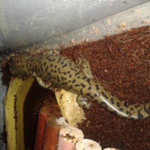 beautiful markings :)