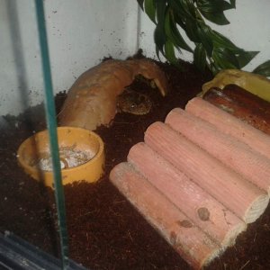 in his tank hiding under his rock :)