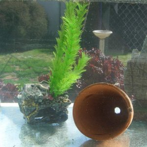Some ornaments in my new tank.