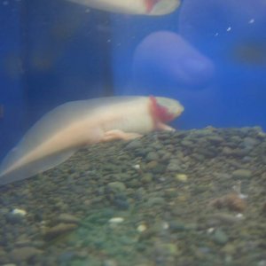 Merlin at the petstore, yes he was on gravel but is enjoying sand between his toes now!