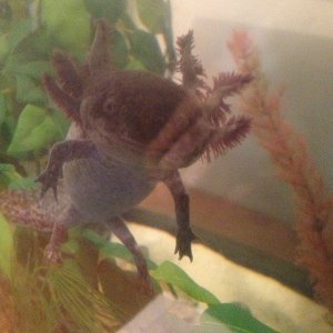 Princess, she has such nice gills :)