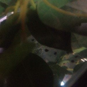 The babies when they had just been laid and then moved into their own tank :)