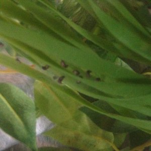 The eggs changing shape, just days before hatching!