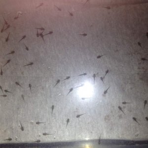 Babies a couple days after being hatched! They are just about to have a baby brine shrimp feast.