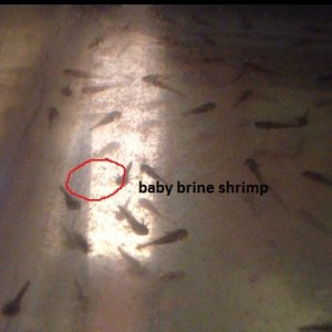Baby brine shrimp if you can see that. iPhone camera!!! :P