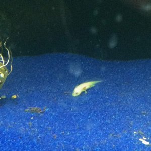 ~1 month, taken from the fish store tank.