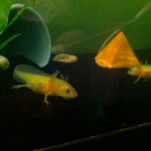 ~3 months in their big new tank :)