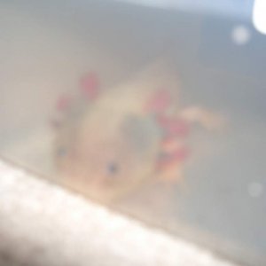 Merlin in his container before going into his new tank!
