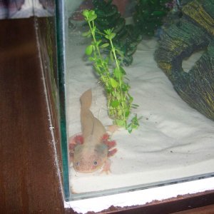 Merlin in his new tank